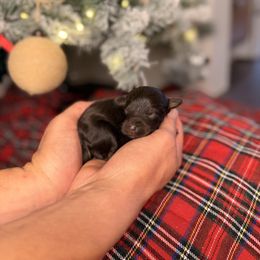 Ritz - Red tri-color male Aussiedoodle puppy in Sweetwater, Florida from Sandy Snout Doodles