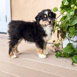 Jackpot - Black tri male Miniature Australian Shepherd puppy in Apache Junction, Arizona from Circle T Mini Aussies