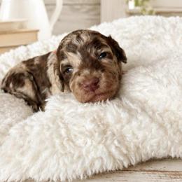 Orange collar - Merle female Goldendoodle puppy in Christiana, Tennessee from Rechlicz Family Doodles