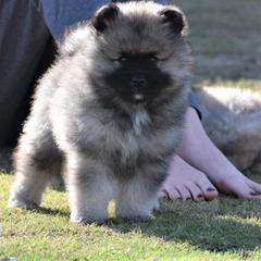 Keeshond Puppies from Anna Boehringer