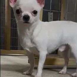 Artie - Chihuahua