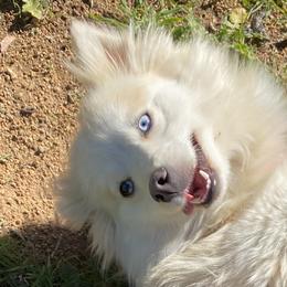 Cloud - Pomsky
