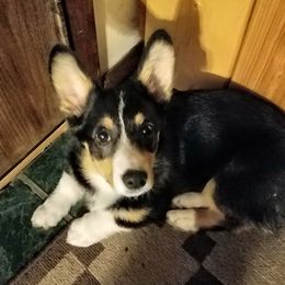 Gwen - Pembroke Welsh Corgi