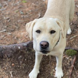 Ollie - Labrador Retriever