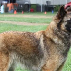 Belgian Tervuren from Firefly Belgian Tervuren