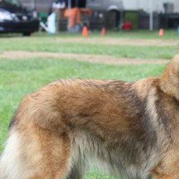 Belgian Tervuren from Firefly Belgian Tervuren