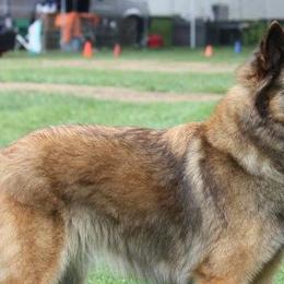 Belgian Tervuren from Firefly Belgian Tervuren