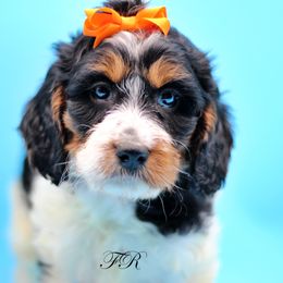 English Springer Spaniel and Springerdoodle Puppies from Family Raised Doodles