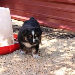 Bandit - Black tri-color male Australian Shepherd puppy in Sonoita, Arizona from Gardner Canyon Kennels