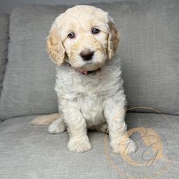 Lollipop (pink collar) - Cream female Goldendoodle puppy in Murrieta, California from Apricot Poodles & Goldendoodles, LLC