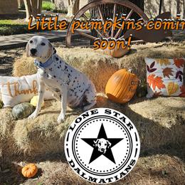 Dalmatian Puppies from Lone Star Dalmatians