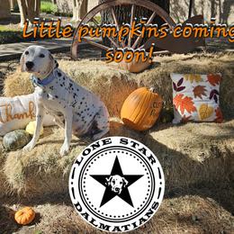 Dalmatian Puppies from Lone Star Dalmatians