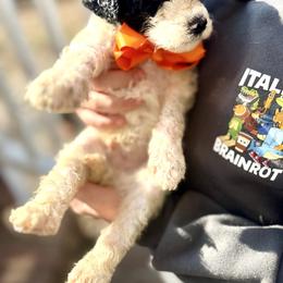 Almond joy - Parti male Goldendoodle puppy in Cross, South Carolina from DoodleDandy & Danes