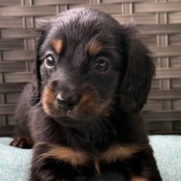 Moss - Black and tan male Dachshund puppy in Salem, Oregon from Longdox Mini Dachshunds