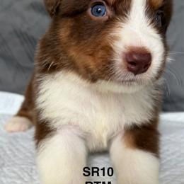 SR10 - Red tri-color male Australian Shepherd puppy in Ada, Ohio from Windy Hill Aussies