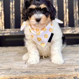 Boy 2 - Tri-color male Bernedoodle puppy in Salt Lake County, Utah from Coco Avenue Pups