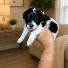 Hans - Parti male Poodle puppy in Sperry, Oklahoma from PuppyLove Poodles