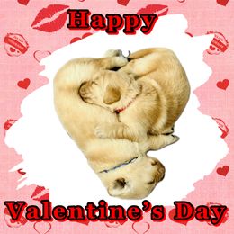 Golden Retriever Puppies from Riverside Ranch Retrievers