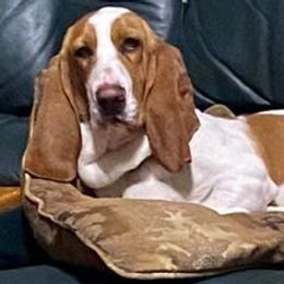 Basset Hounds from Ritter’s Critters