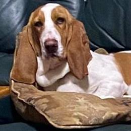Basset Hounds from Ritter’s Critters