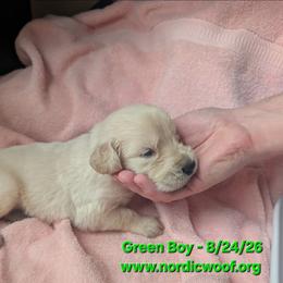 Green Boy - Light golden male Golden Retriever puppy in Peoria, Arizona from Nordic Woof's Golden Retrievers