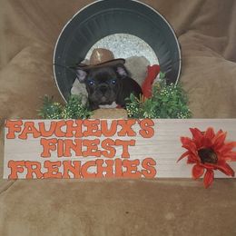 French Bulldog Puppies from Faucheux's Finest Frenchie's