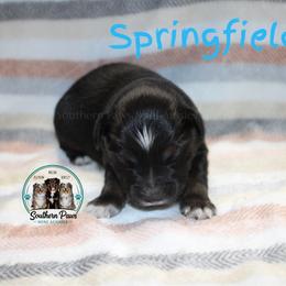 Springfield - Black tri-color male Australian Shepherd puppy in Crockett, Texas from Southern Paws Mini Aussies