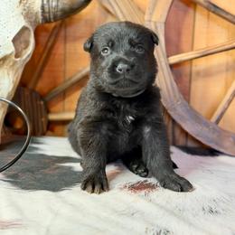 Shoka - Black male German Shepherd puppy in Beech Grove, Arkansas from Ze Zadnich lesu