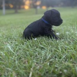 Miniature Schnauzer Puppies from Rebecca LeBoeuf