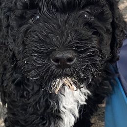 Barbet Puppies from Chateau Barbets