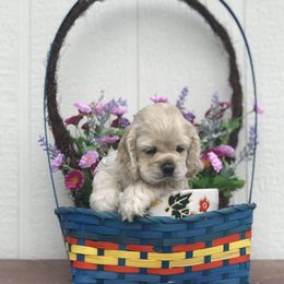 Cocker Spaniel Puppies from Doc's Cockers