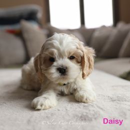 Daisy - Red and white female Cockapoo puppy in Canastota, New York from Silver City Cockapoos