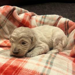 Kate - Cream female Goldendoodle puppy in Warren, Michigan from Annette Patterson