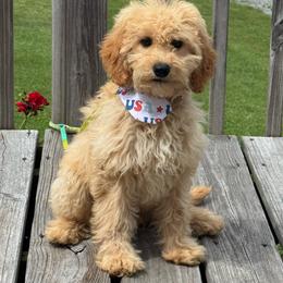 Arlow - Apricot male Goldendoodle puppy in Lancaster, Kentucky from Dream Paws Puppies, LLC