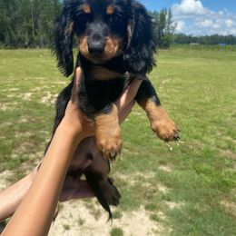 Dachshund Puppies from Suwannee River Doxies