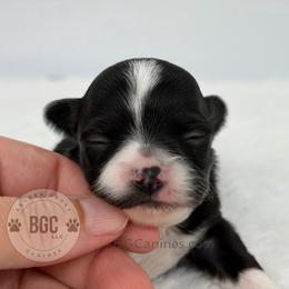 Joker - Black and white male Chihuahua puppy in Forsyth, Georgia from Brooks Grove Canines LLC