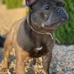 French Bulldogs from Rockin J French bulldogs