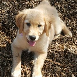 Golden Retrievers from Lakeside Golden Retrievers
