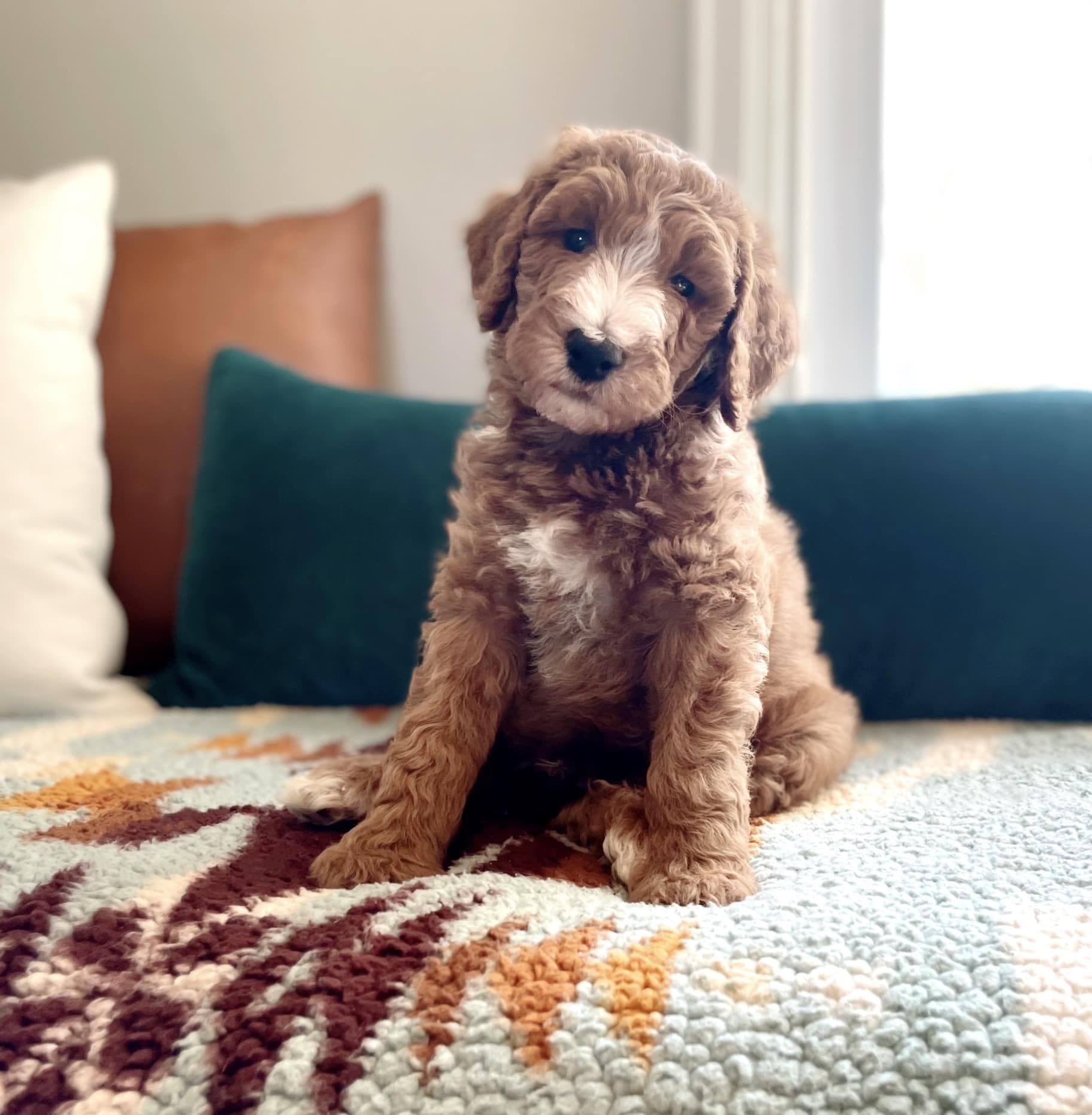 Reese River Goldendoodles in Oklahoma | Goldendoodle puppies | Good Dog