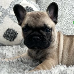 French Bulldogs from Bush Hill Frenchies