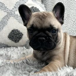 French Bulldogs from Bush Hill Frenchies