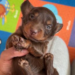 Ino - Chocolate and tan female Dachshund puppy in Orem, Utah from Miekca’s Dachshunds