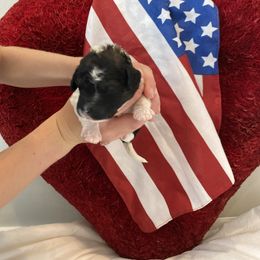 Bernedoodle Puppies from Honey B. Bernedoodles