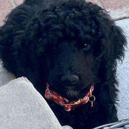 Poodles from Poodle Mom