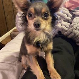 Chihuahuas from Sheryl's Chihuahuas