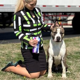 Atlas - American Staffordshire Terrier