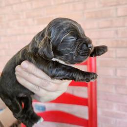 AKC Lucy - Sable female Cocker Spaniel puppy in New Market, Tennessee from Down in the Holler
