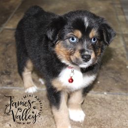 Aldean Boy - Black tri Miniature Australian Shepherd puppy in Missouri from James Valley Aussies