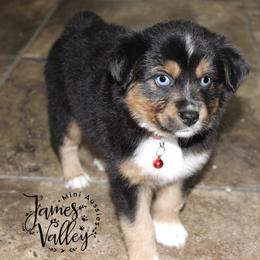 Aldean Boy - Black tri Miniature Australian Shepherd puppy in Missouri from James Valley Aussies