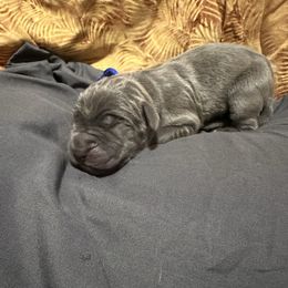 Hank - Blue male Great Dane puppy in Gainesville, Georgia from DeBruce Danes